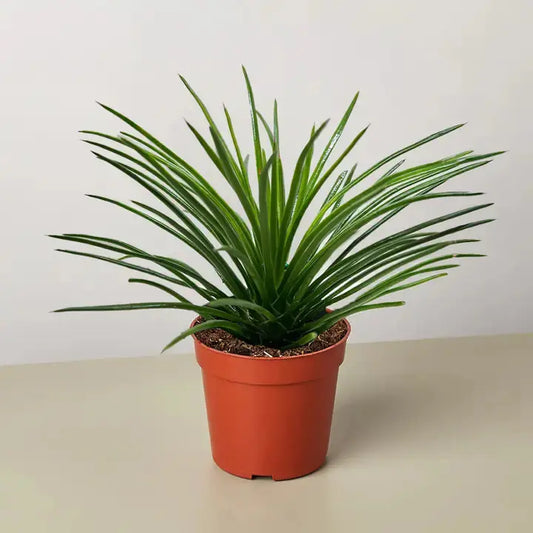 Succulent 'Agave Twin Flower' House Plant Dropship Botani Haven