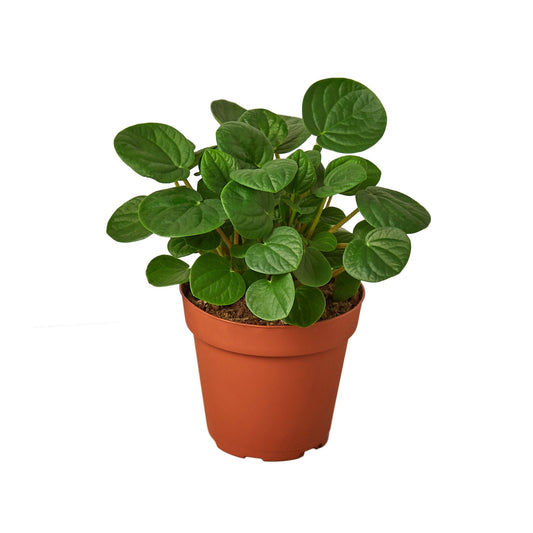 Peperomia 'Rana Verde' House Plant Dropship Botani Haven