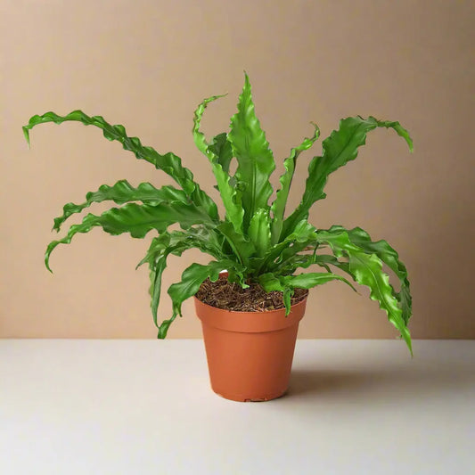 Fern Bird’s Nest 'Victoria' House Plant Dropship Botani Haven