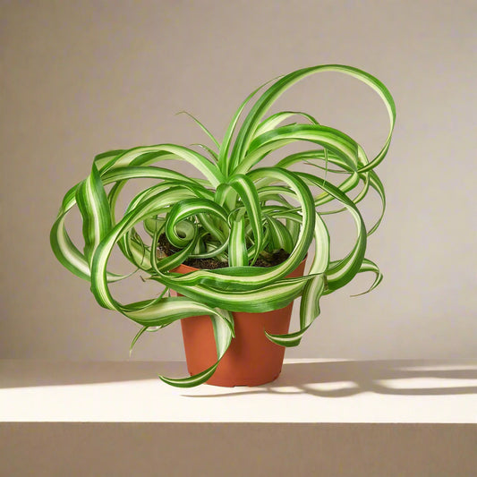 Spider Plant 'Bonnie'