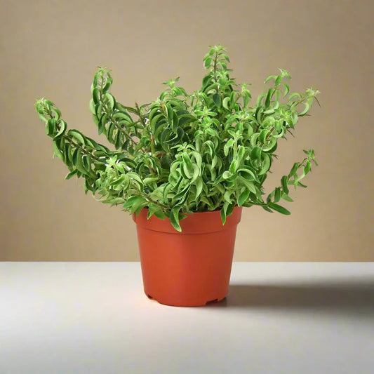 Curly Lipstick Plant House Plant Dropship Botani Haven