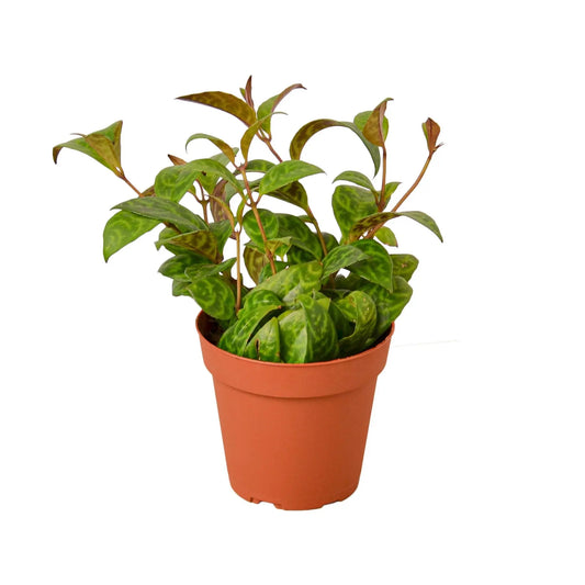 Lipstick 'Black Pagoda' House Plant Dropship Botani Haven
