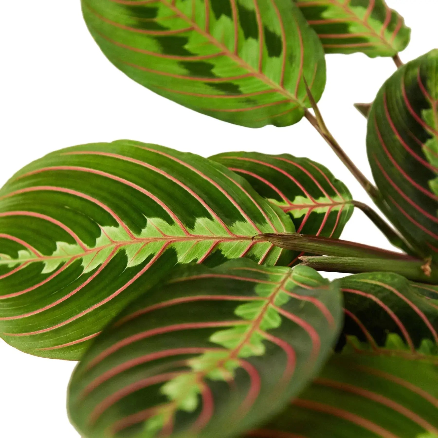 Maranta 'Red Prayer' House Plant Dropship Botani Haven