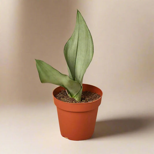 Snake Plant 'Moonshine' House Plant Dropship Botani Haven