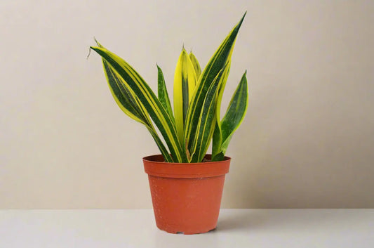 Snake 'Gold Flame' House Plant Dropship Botani Haven