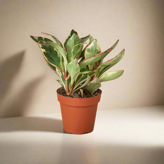 Peperomia 'Ginny' House Plant Dropship Botani Haven