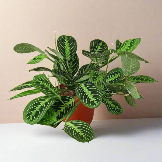 Maranta 'Lemon Lime' House Plant Dropship Botani Haven