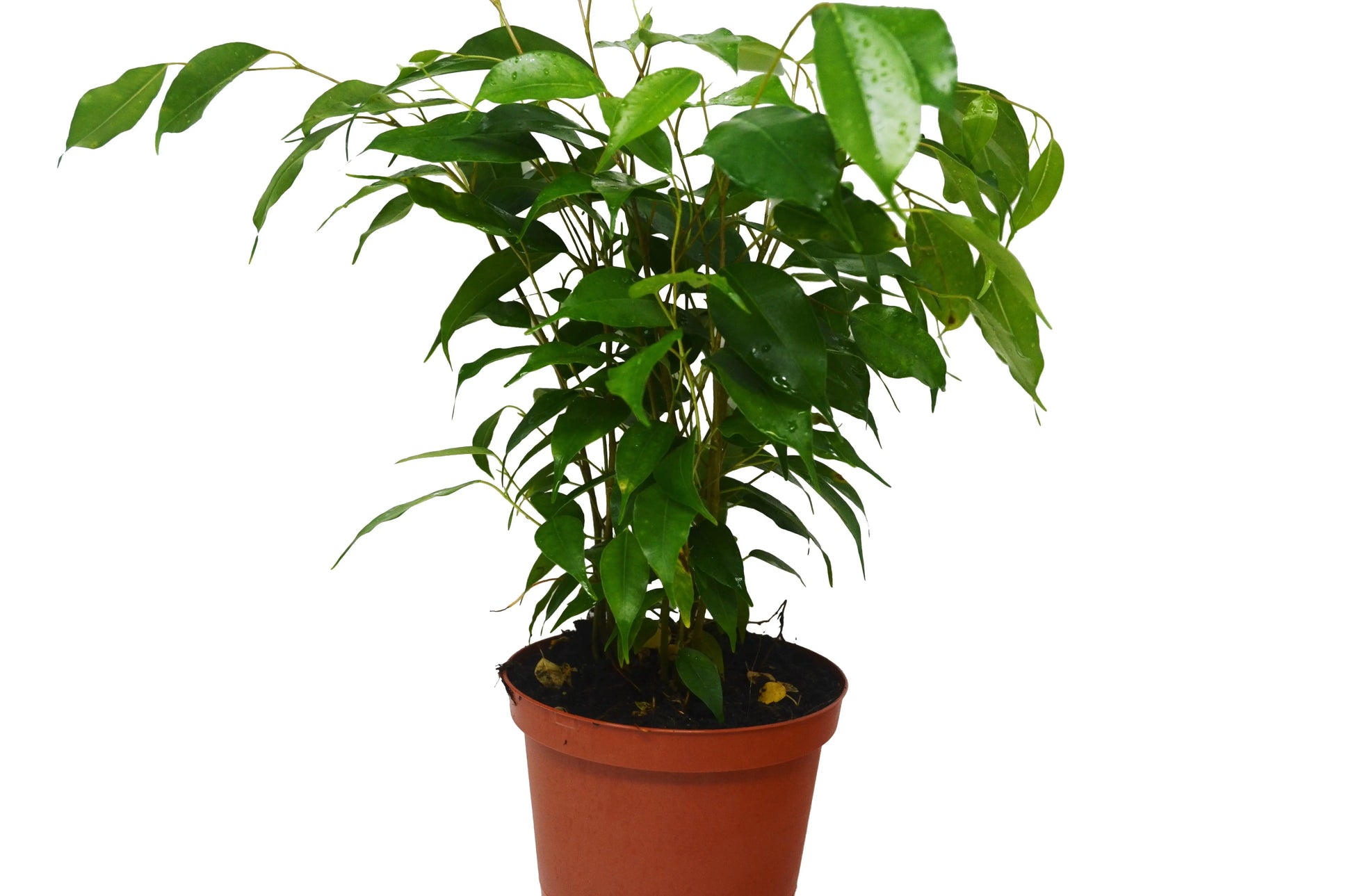 Ficus 'Benjamina' House Plant Dropship Botani Haven