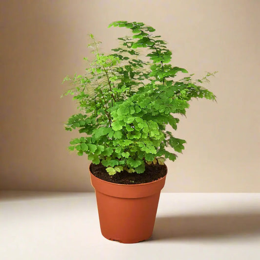 Fern 'Maidenhair' House Plant Dropship Botani Haven