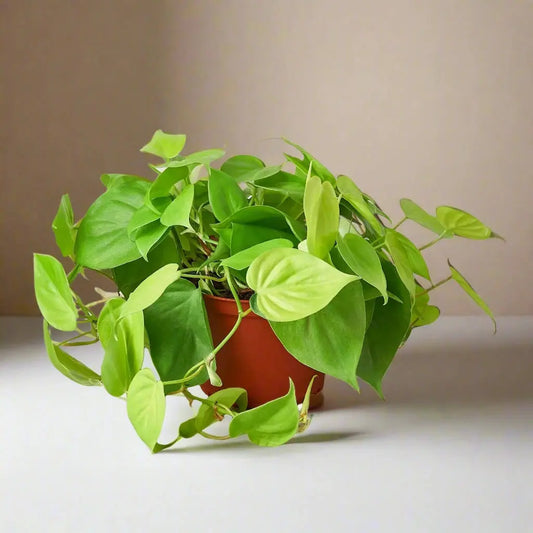 Philodendron 'Neon' House Plant Dropship Botani Haven