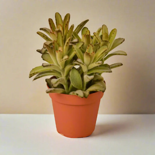 Succulent Kalanchoe Tomentosa 'Chocolate Soldier' House Plant Dropship Botani Haven