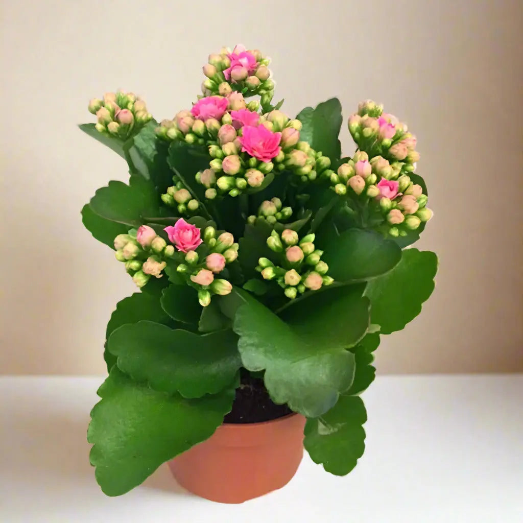 Succulent 'Kalanchoe' House Plant Dropship Botani Haven