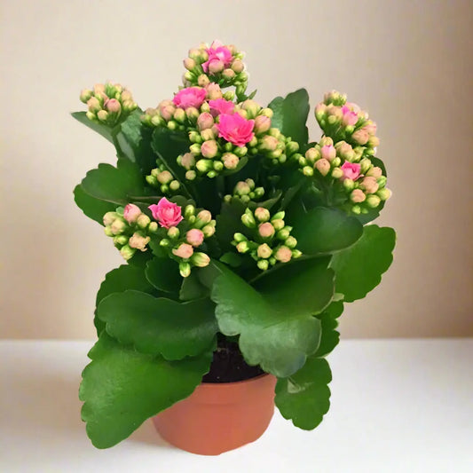 Succulent 'Kalanchoe' House Plant Dropship Botani Haven