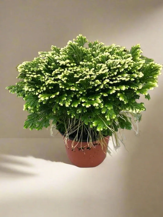 Fern 'Frosty' House Plant Dropship Botani Haven