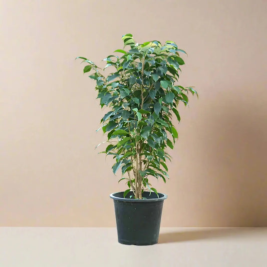 Ficus 'Benjamina' House Plant Dropship Botani Haven