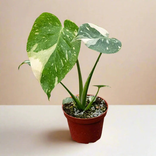 Monstera 'Thai Constellation' House Plant Dropship Botani Haven