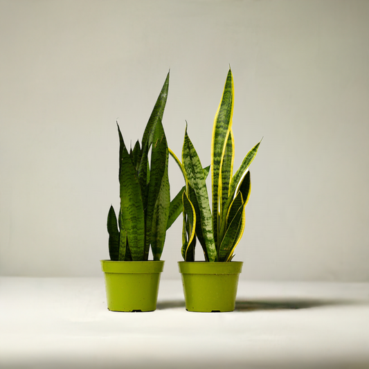 2 Snake (Sansevieria) Plant Variety Pack - 6" Pot