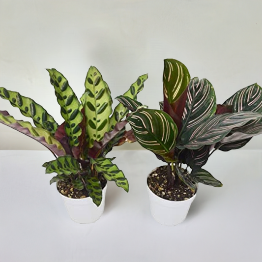 2 Calathea Plants Variety Pack in 4" Pots