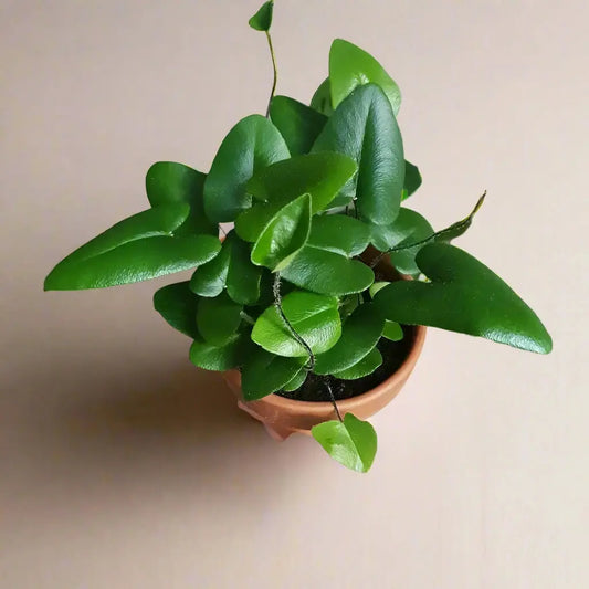 Fern 'Heart' House Plant Dropship Botani Haven