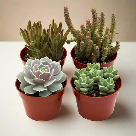 Succulent Assortment 4" Pots House Plant Dropship Botani Haven