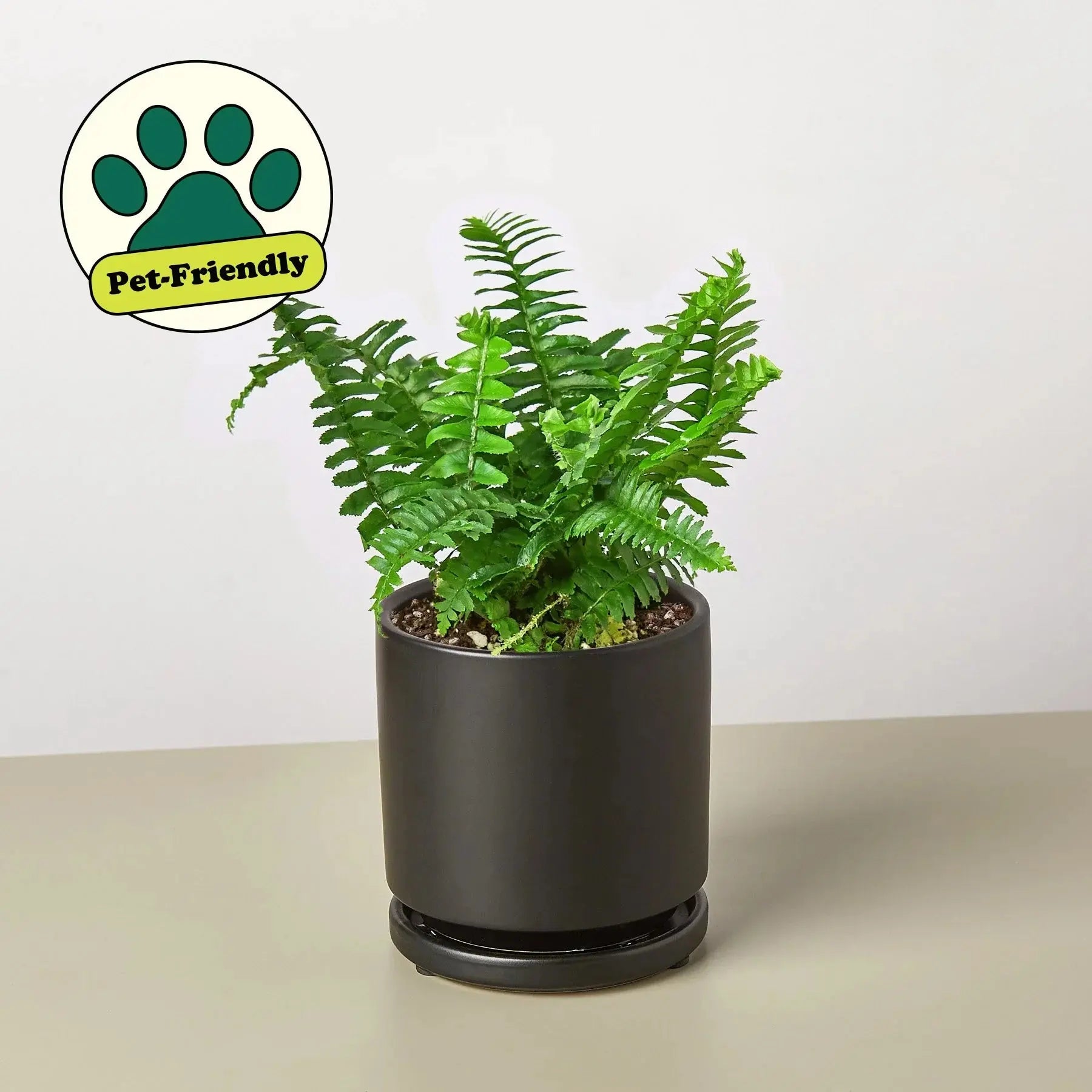 Fern 'Jester's Crown' House Plant Dropship Botani Haven