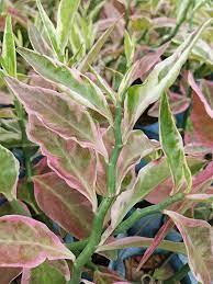 Euphorbia 'Variegated Devil's Backbone'