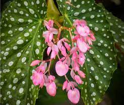 Begonia 'Pink Angel Wing'