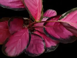 Calathea 'Purple Rose' House Plant Dropship Botani Haven