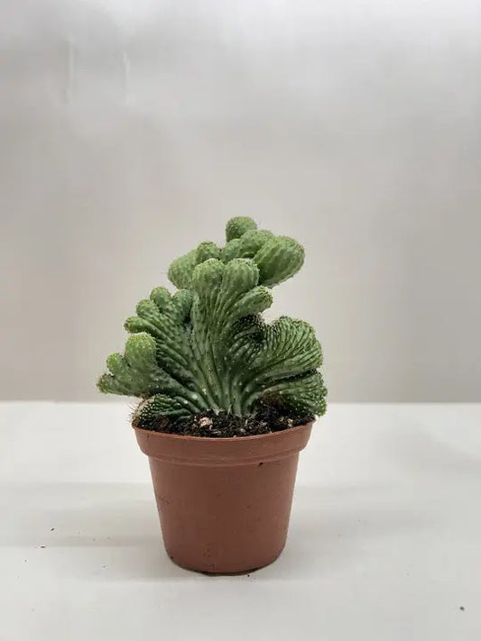 Succulent 'Cereus Coral Green' House Plant Dropship Botani Haven
