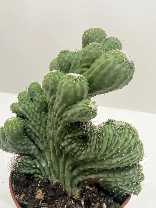 Succulent 'Cereus Coral Green' House Plant Dropship Botani Haven