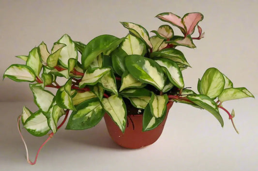 Hoya Carnosa 'Tricolor' House Plant Dropship Botani Haven