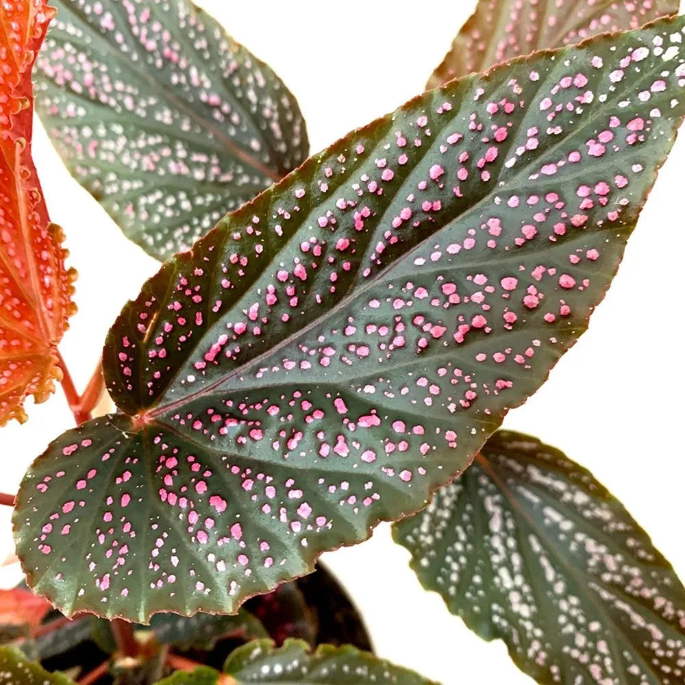 Begonia 'Pink Angel Wing'