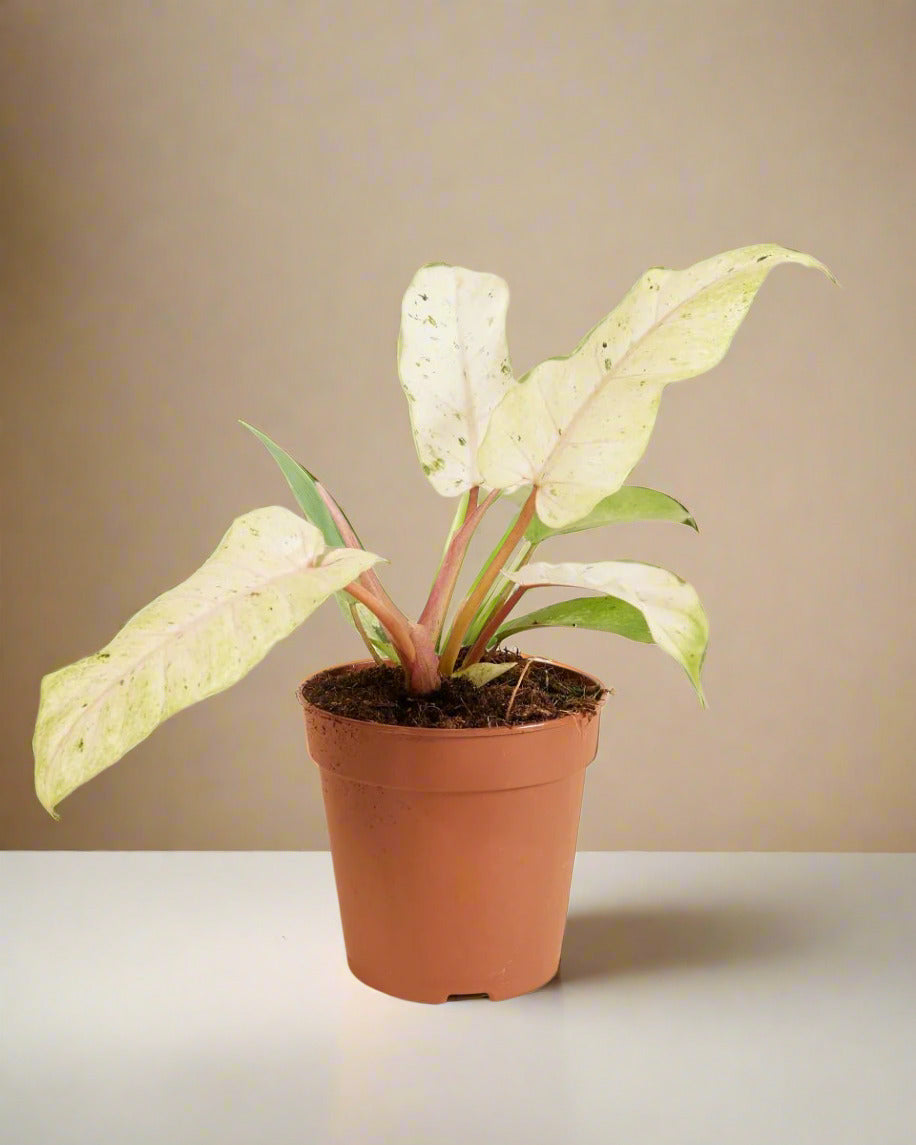 Philodendron 'Snowdrift'