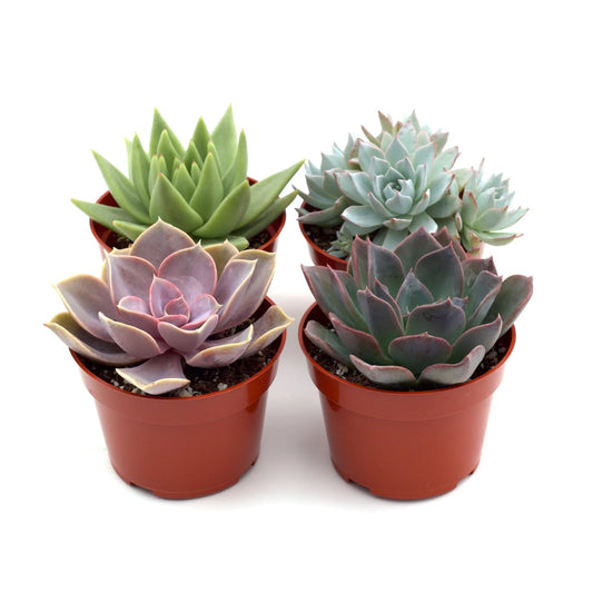 Rosette Succulent Assortment 4" Pots House Plant Dropship Botani Haven
